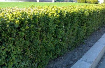 Кизильник блестящий 