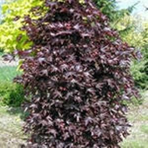 Клен остролистный Кримсон Сентри