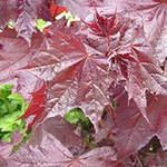 Изображение Клен остролистный Роял Ред Клен остролистный Роял Ред