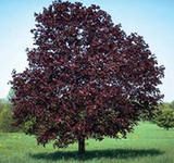 Изображение Клен остролистный Роял Ред Клен остролистный Роял Ред