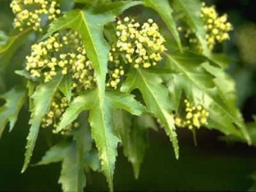 Изображение Клен приречный (Гиннала) Клен приречный (Гиннала)