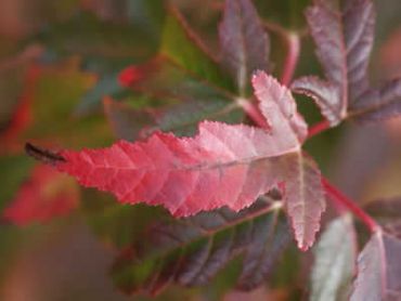 Изображение Клен приречный (Гиннала) Клен приречный (Гиннала)