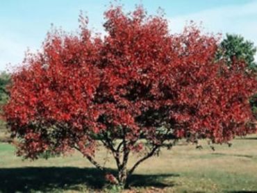 Изображение Клен приречный (Гиннала) Клен приречный (Гиннала)