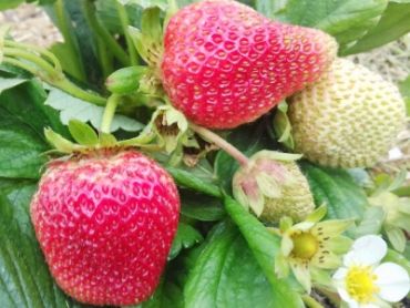 Клубника Альбион (1 штука) Клубника Альбион (1 штука)