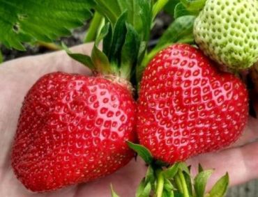 Клубника Джоли (1 штука)