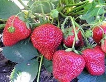 Клубника Елизавета 2 (1 штука)