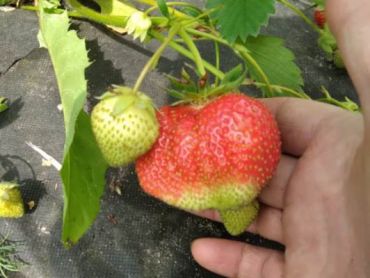 Клубника Кристин (1 штука)