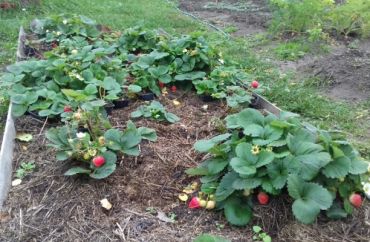 Изображение Клубника Монтерей (1 штука) Клубника Монтерей (1 штука)