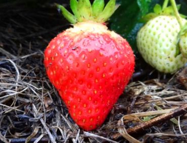 Изображение Клубника Монтерей (1 штука) Клубника Монтерей (1 штука)