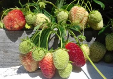 Клубника Соловушка (1 штука)