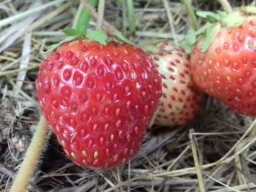 Клубника Соловушка (1 штука)