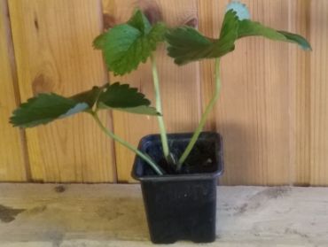 Клубника Царица (1 штука)