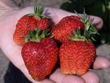 Клубника Царица (1 штука)