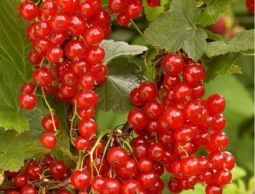Красная смородина Красная Кузьмина