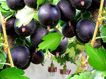 Изображение Крыжовник Командор Крыжовник Командор