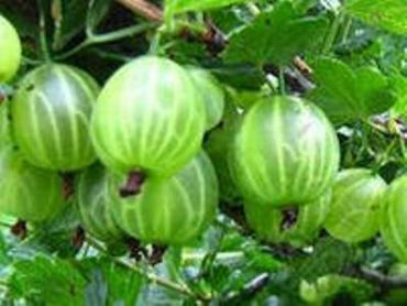 Изображение Крыжовник Малахит Крыжовник Малахит