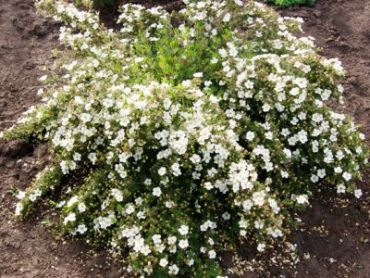 Курильский чай (лапчатка) Абботсвуд