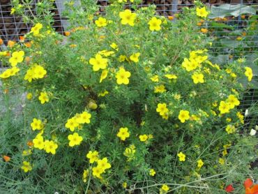 Курильский чай (лапчатка) Голдфингер