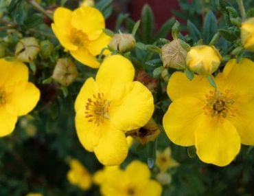 Курильский чай (лапчатка) Голдфингер