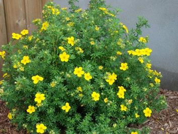 Курильский чай (лапчатка) Голдстар 