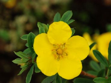 Курильский чай (лапчатка) Голдстар 