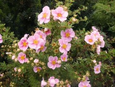 Курильский чай (лапчатка) Принцесс