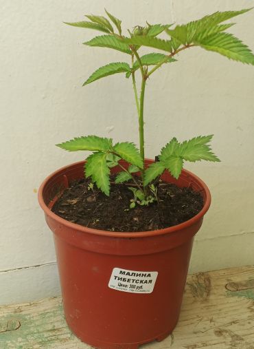 Изображение Малина Розолистная (Тибетская) Малина Розолистная (Тибетская)