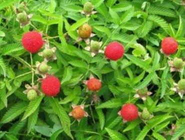 Изображение Малина Розолистная (Тибетская) Малина Розолистная (Тибетская)