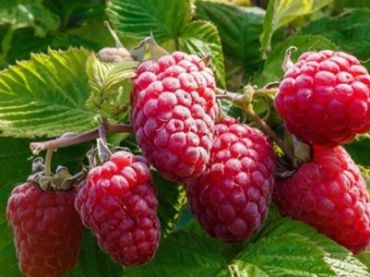 Малина крупноплодная Гордость России