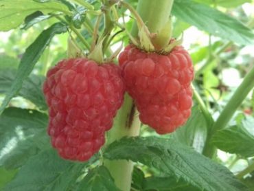 Изображение Малина крупноплодная Изобильная Малина крупноплодная Изобильная