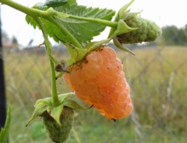 Малина ремонтантная Оранжевое чудо