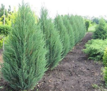 Можжевельник cкальный Блю Эрроу  