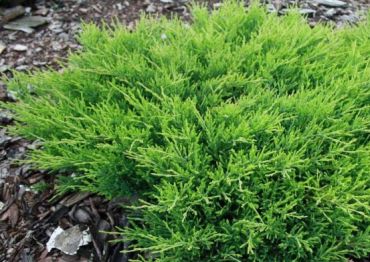 Можжевельник горизонтальный Андорра Компакт