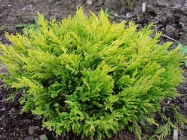 Можжевельник горизонтальный Лаймглоу