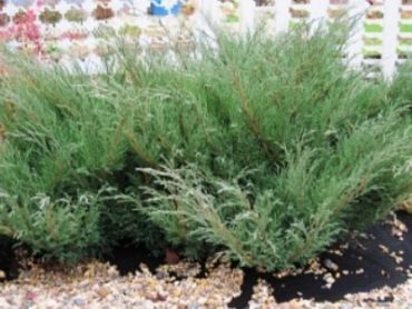 Можжевельник казацкий Блю Донаубе