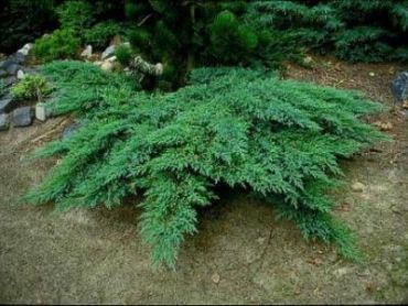 Можжевельник казацкий Рокери Джем 