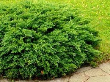 Можжевельник казацкий Рокери Джем 