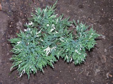 Можжевельник казацкий Вариегата