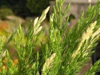 Можжевельник казацкий Вариегата