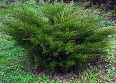 Можжевельник средний Минт Джулеп 