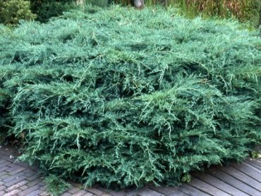 Можжевельник виргинский Хетц