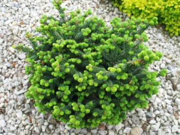 Изображение Пихта бальзамическая нана Пихта бальзамическая нана