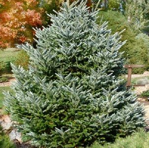 Пихта корейская Сильберлок