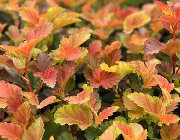 Пузыреплодник калинолистный Амбер Джубил