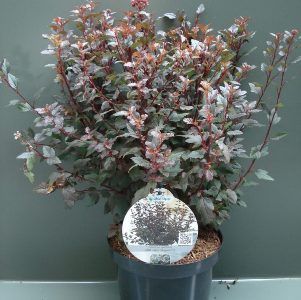 Изображение Пузыреплодник калинолистный Литл Джокер Пузыреплодник калинолистный Литл Джокер