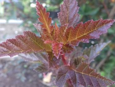 Пузыреплодник калинолистный Ред Барон 