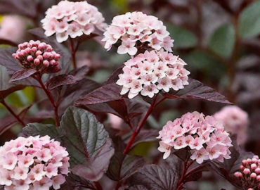 Пузыреплодник калинолистный Саммер Вайн