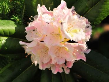 Рододендрон короткоплодный