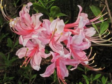 Рододендрон розоватый