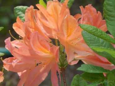 Рододендрон японский лососевый